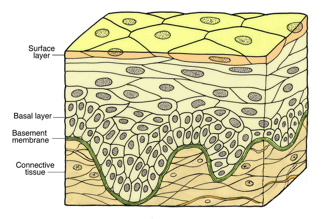 Stratified Squamous Epithelium