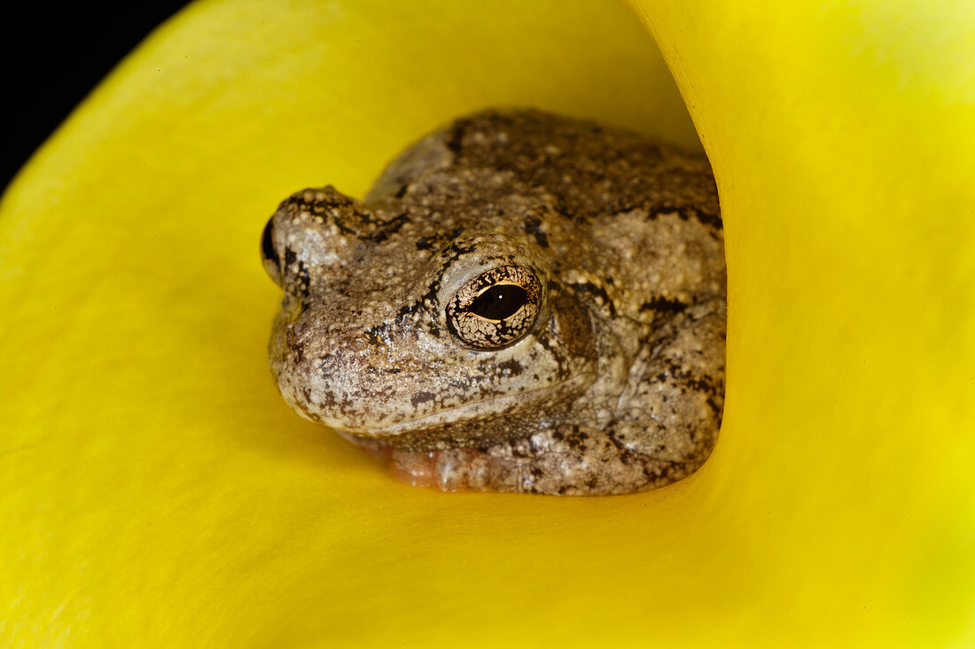 Gray Tree Frog