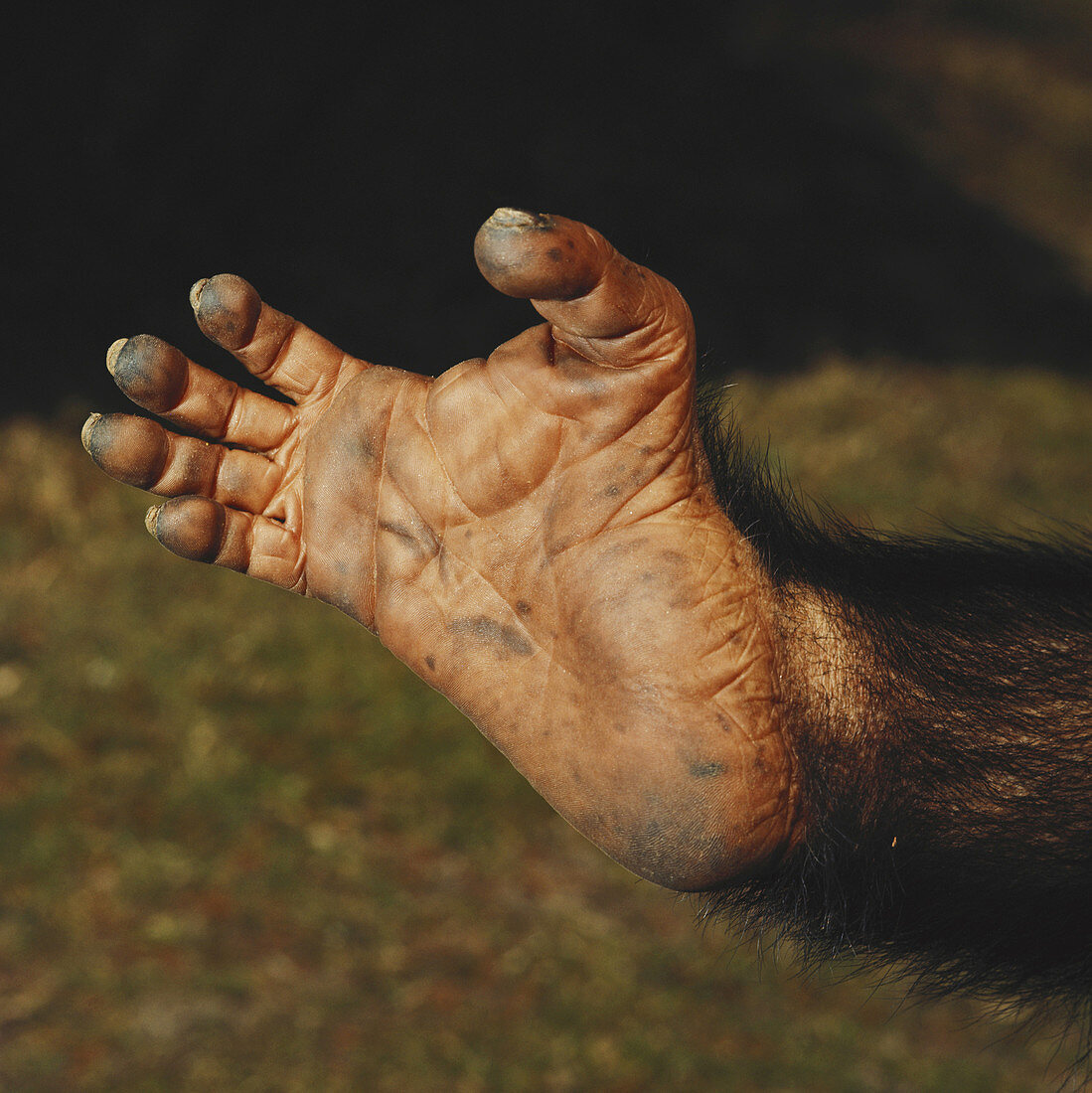 Chimpanzee Foot