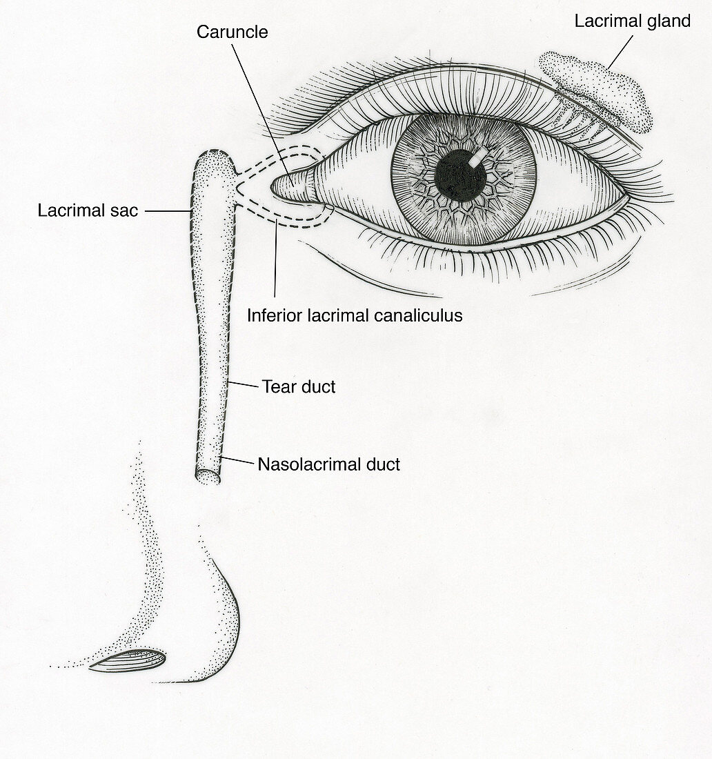 Illustration of Tear Duct