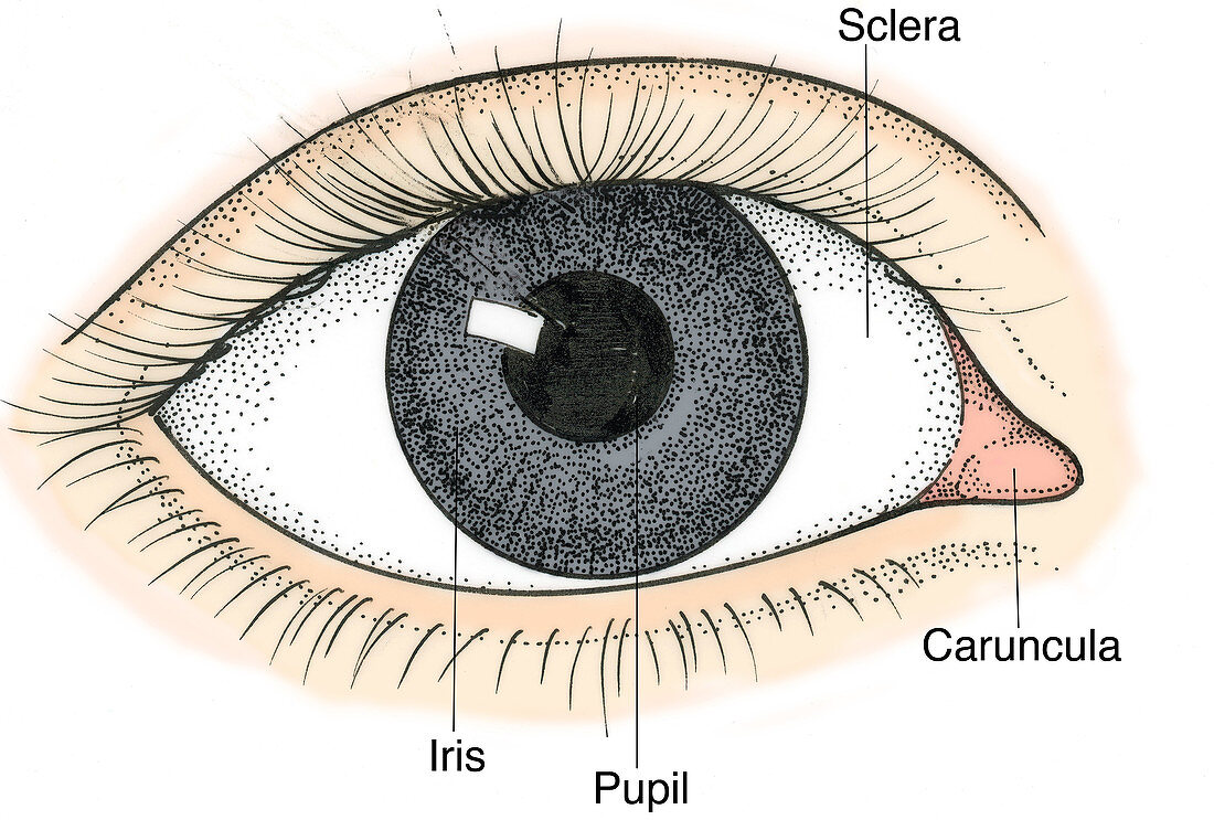 Illustration of Human Eye