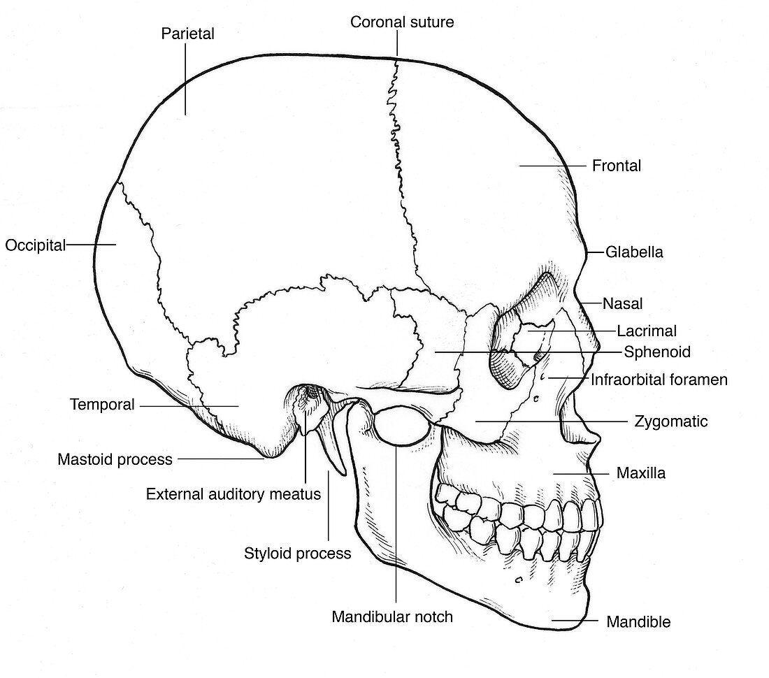 Illustration of Human Skull