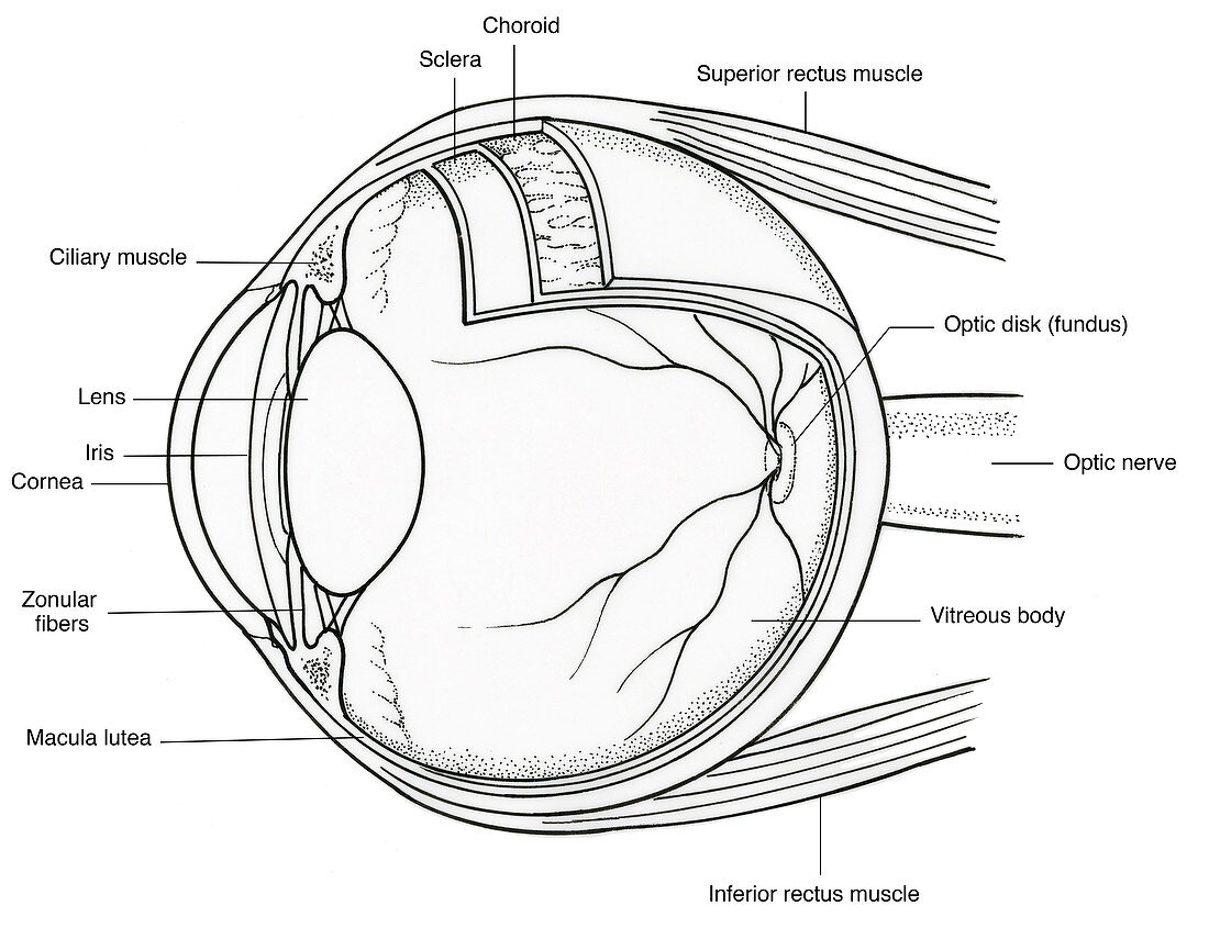 Illustration of Eye Anatomy