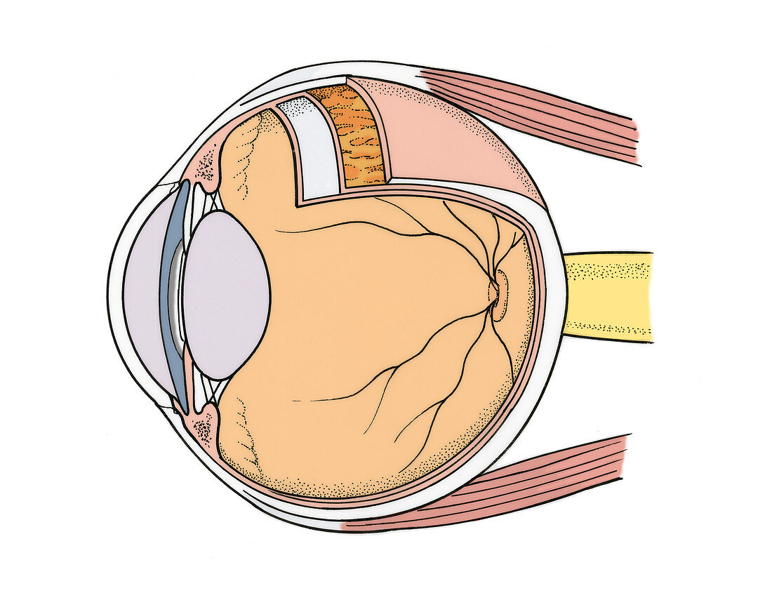 Illustration of Eye Anatomy