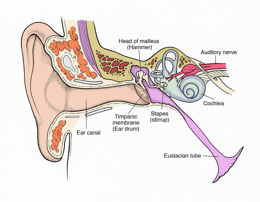 Illustration of Ear Anatomy