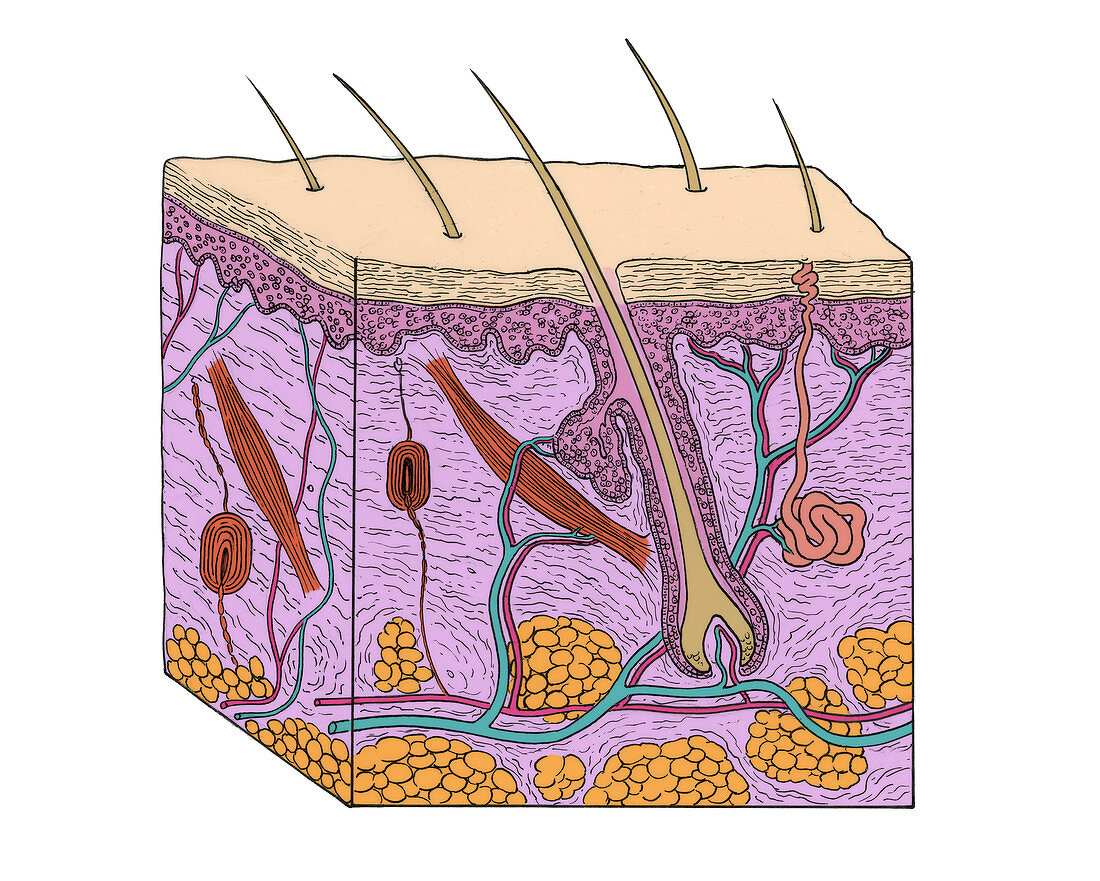 Illustration of Skin Section