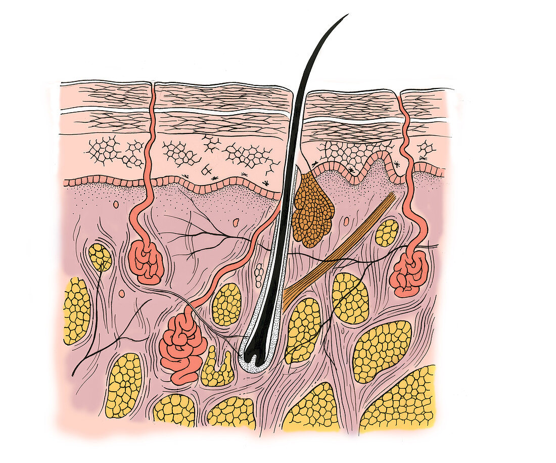 Illustration of Skin Section