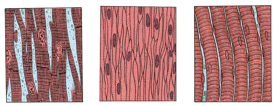 Illustration of Muscle Types