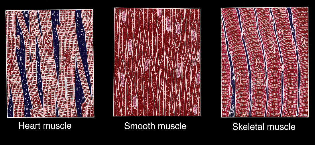Illustration of Muscle Types