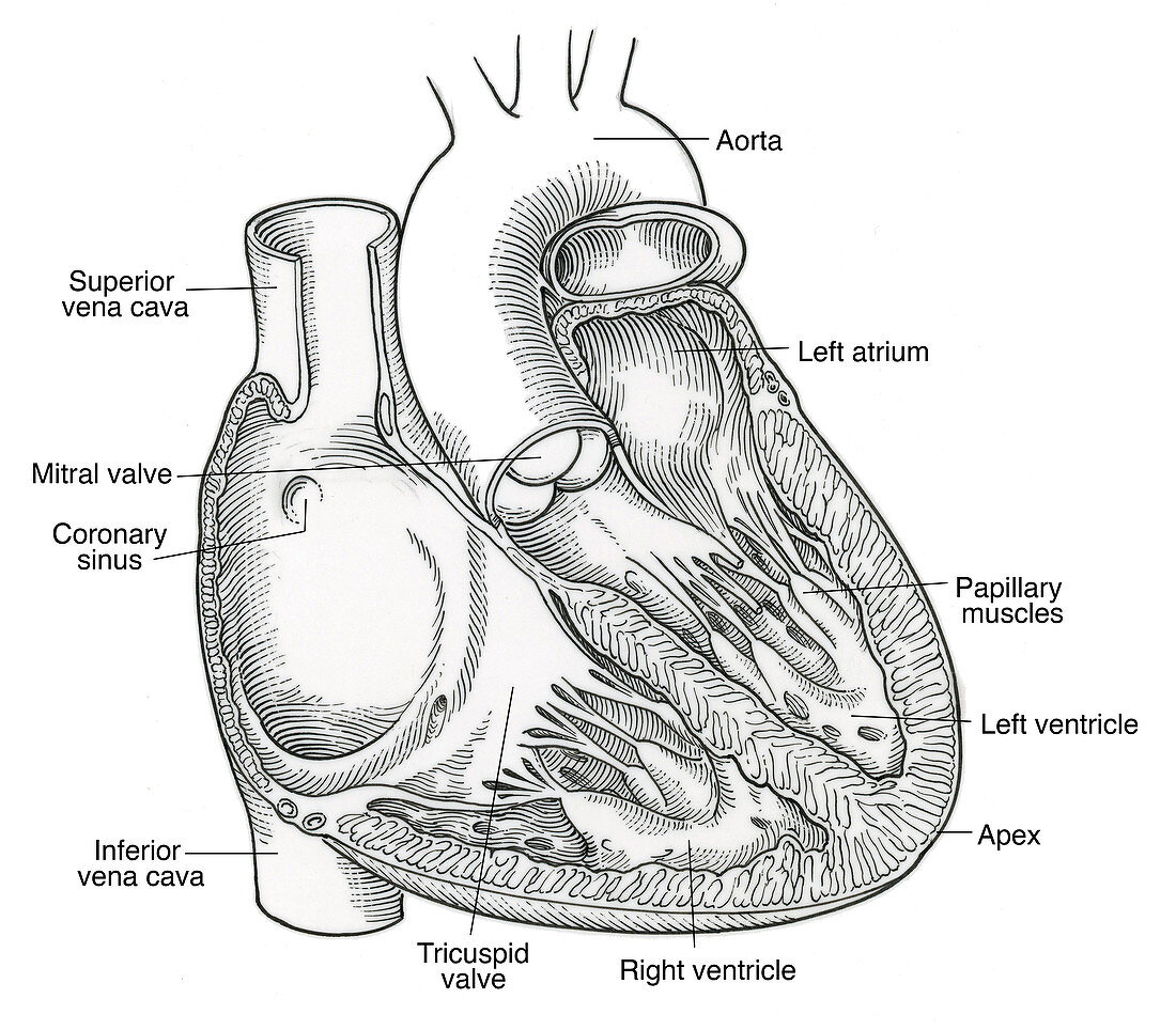 Illustration of Heart Anatomy
