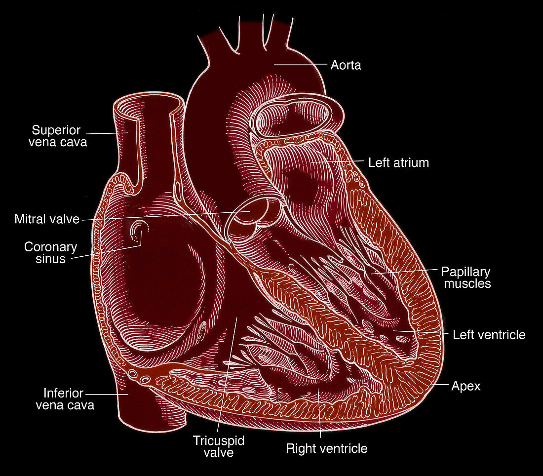 Illustration of Heart Anatomy