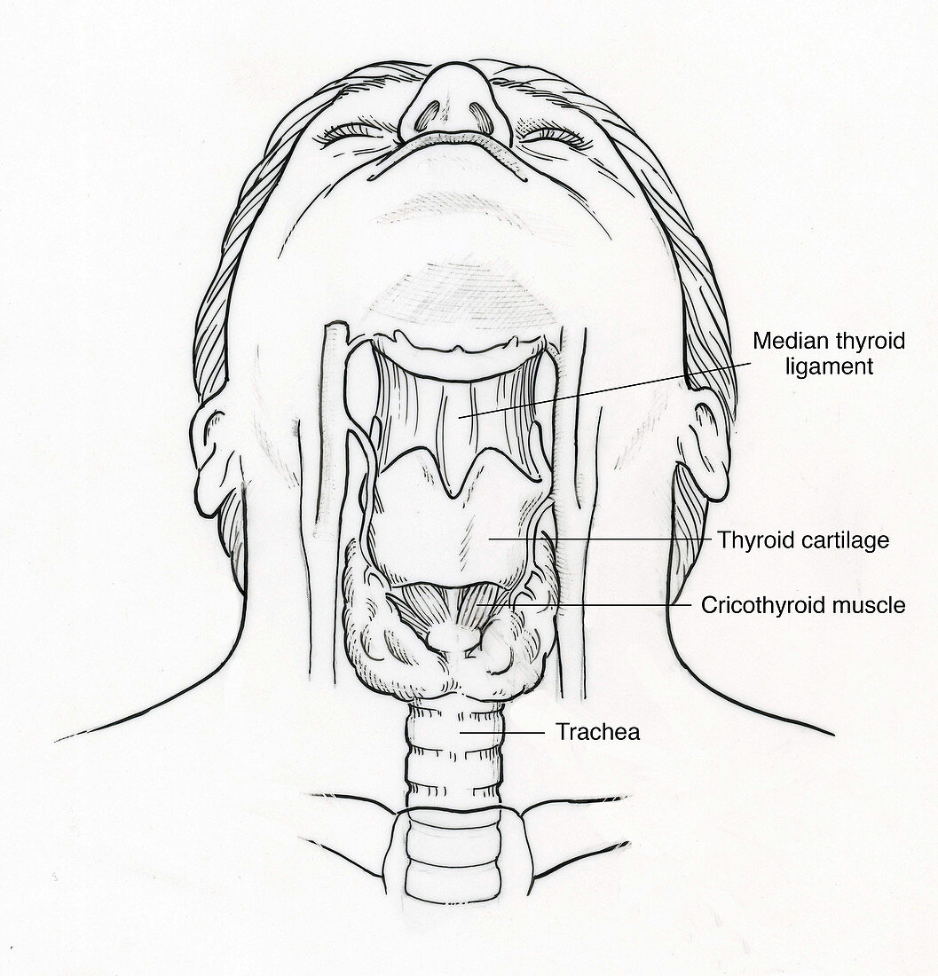 Illustration of Throat Anatomy