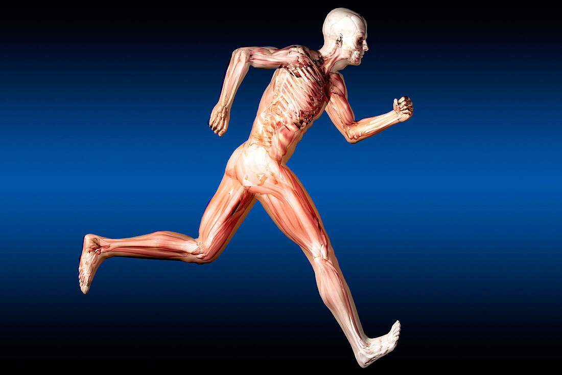 Anatomical View of Running Man