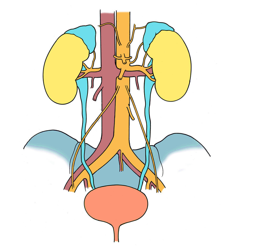 Illustration of Urinary System