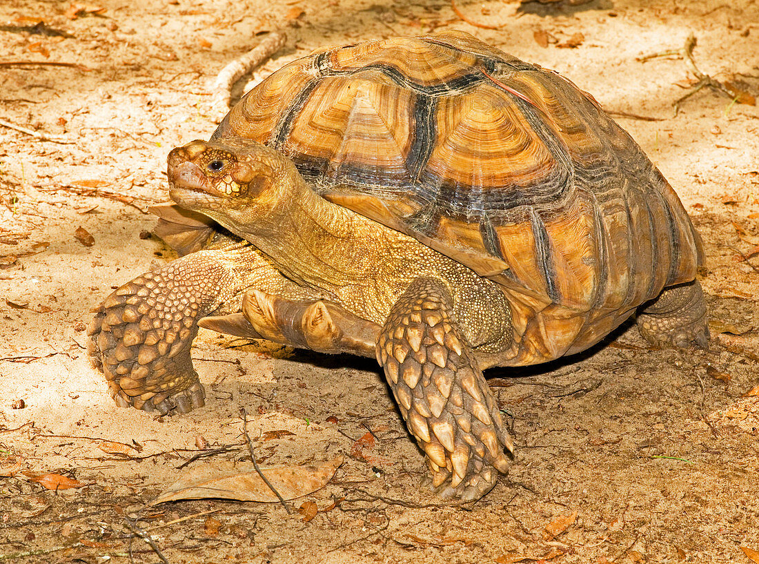 African Spur Thigh Tortoise
