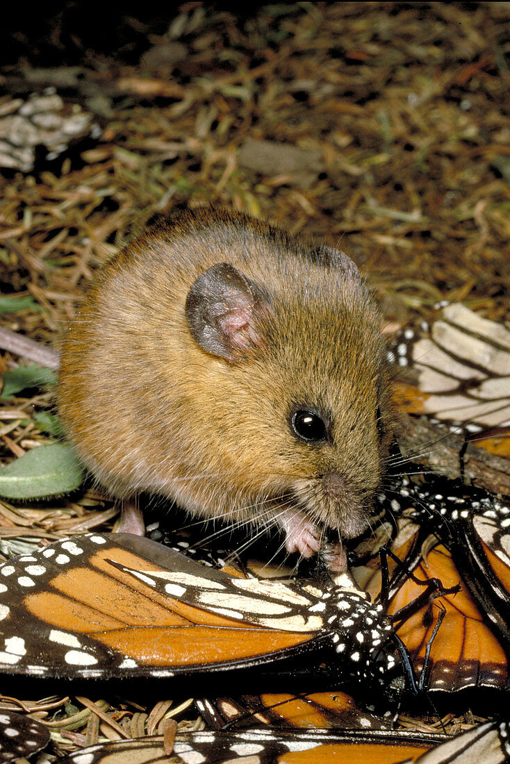Harvest Mouse Eating Monarchs