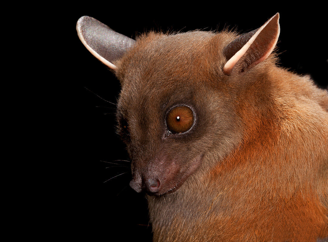 Greater Short-nosed Fruit Bat