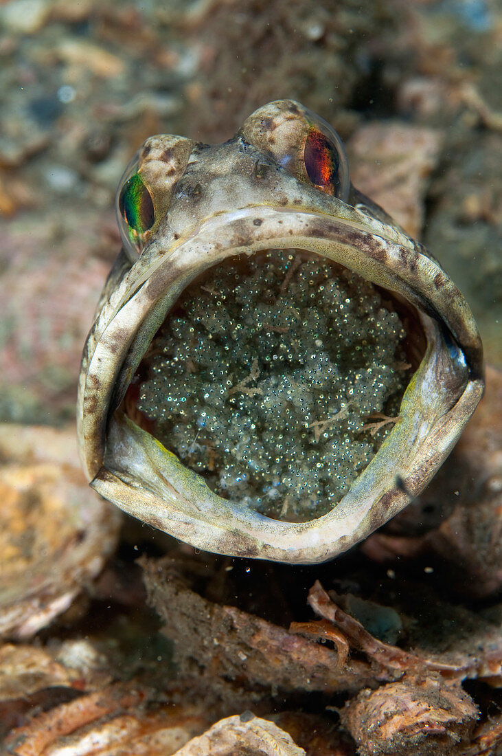 Banded Jawfish incubating Eggs