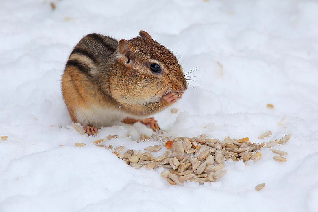 Eastern Chipmunk eating in snow