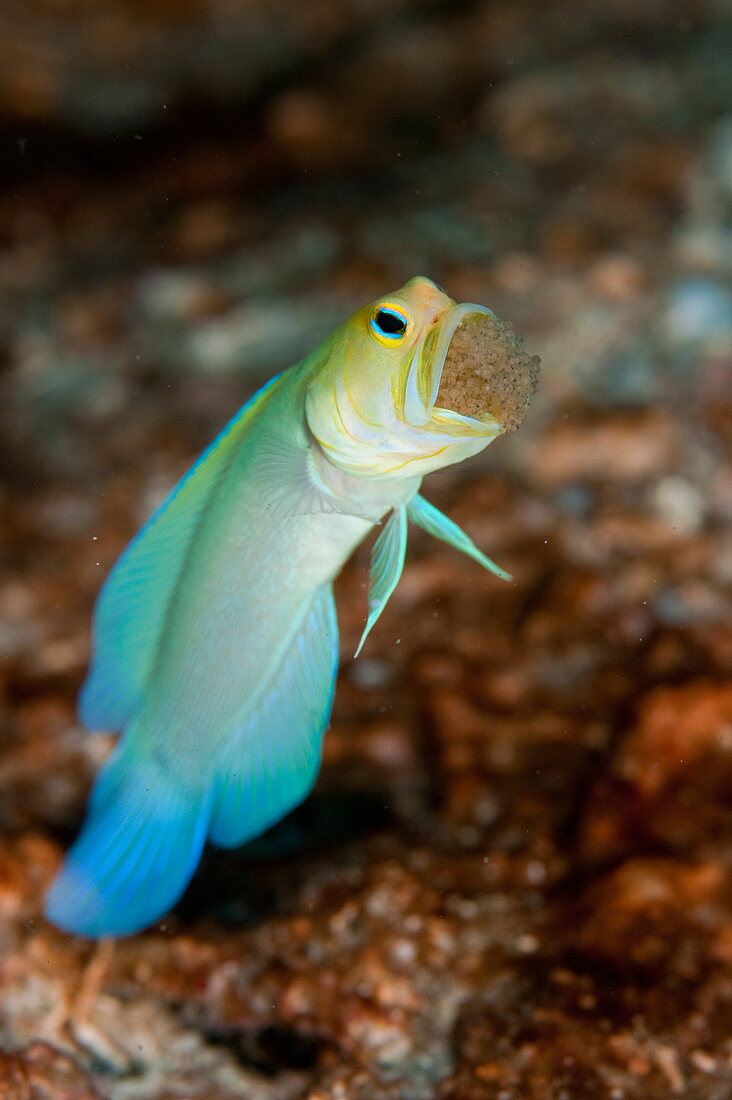 Male Yellowhead Jawfish with eggs