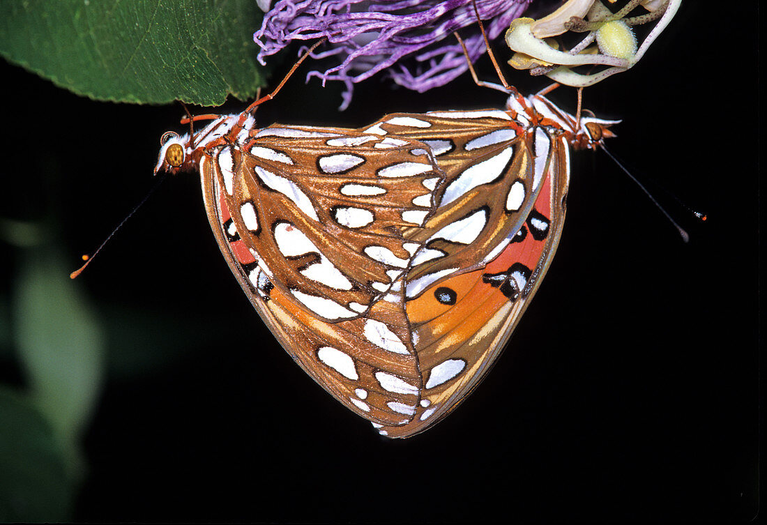 Gulf Fritillary Butterflies Mating