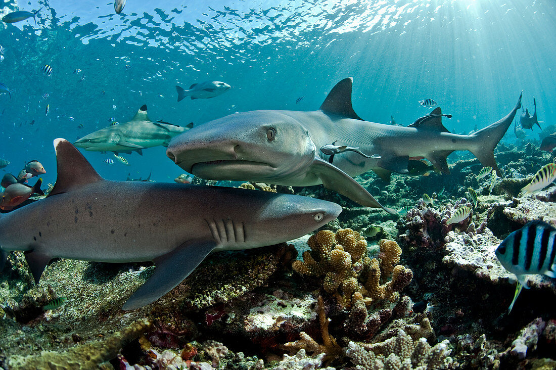 White tip and Black tip Reef Sharks