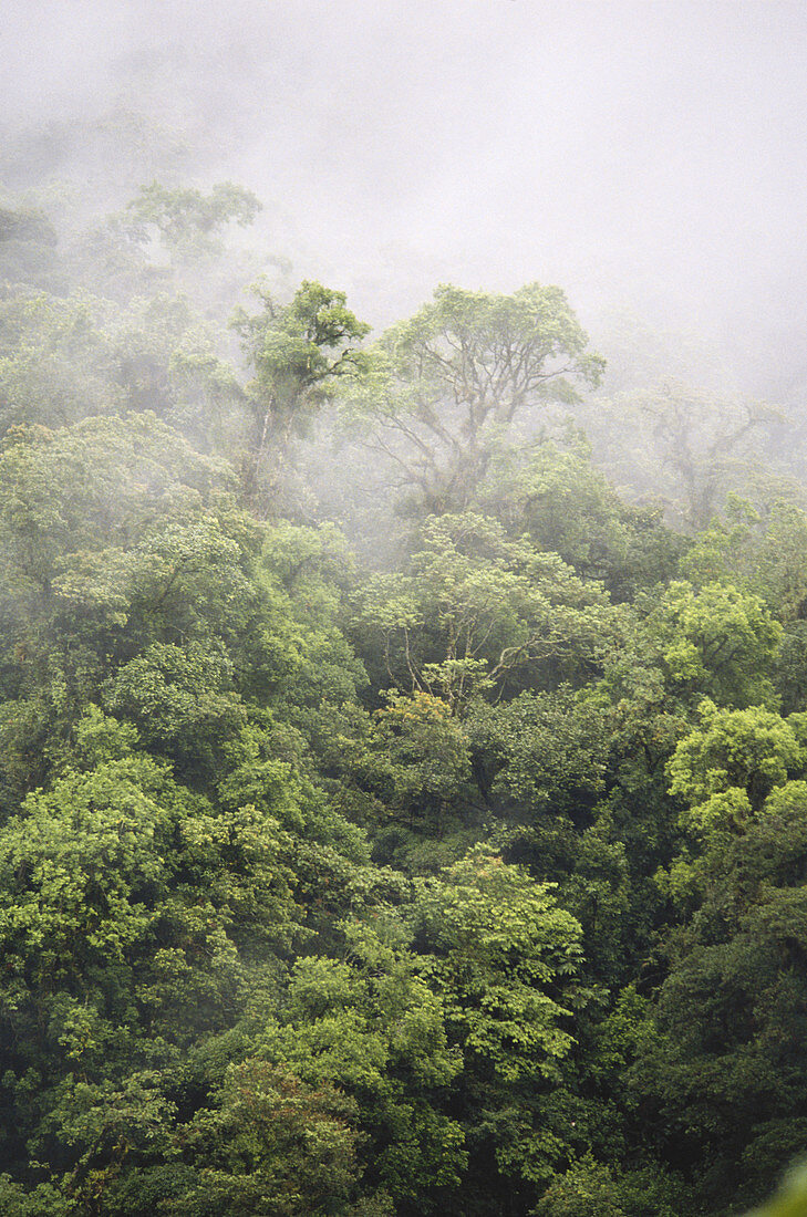 Costa Rican Rainforest