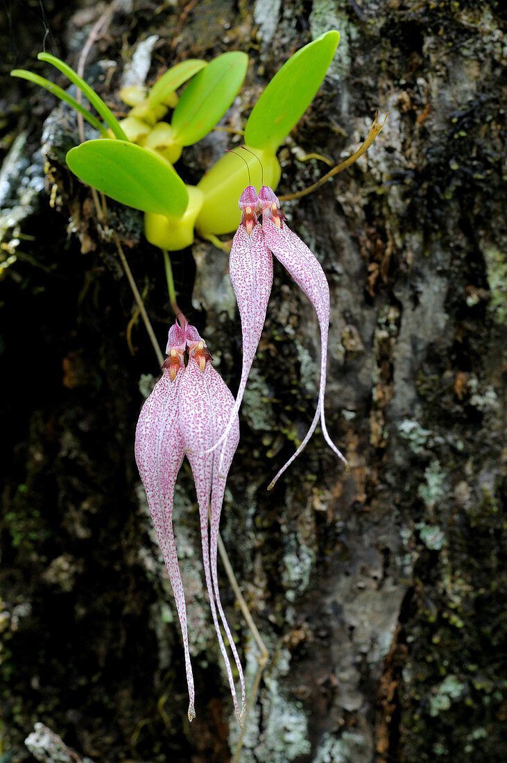Epiphytic Rainforest Orchid