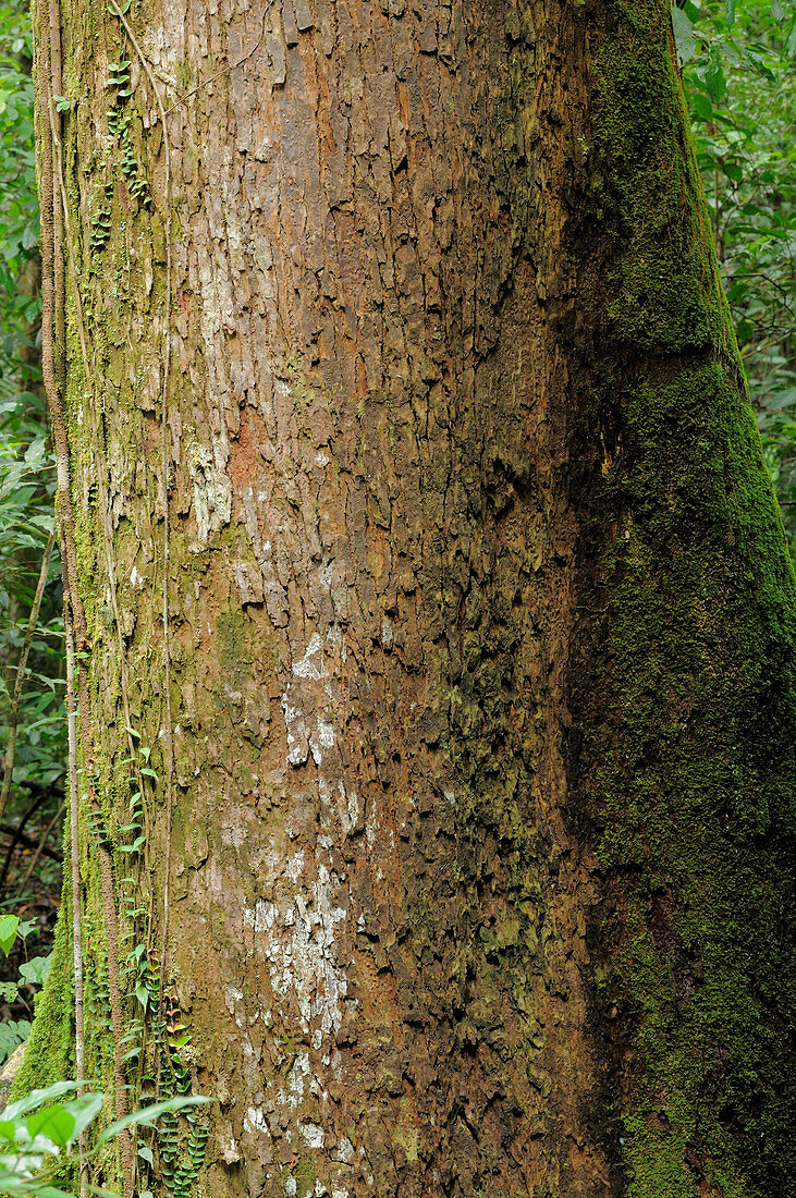 Endangered Lauan Tree