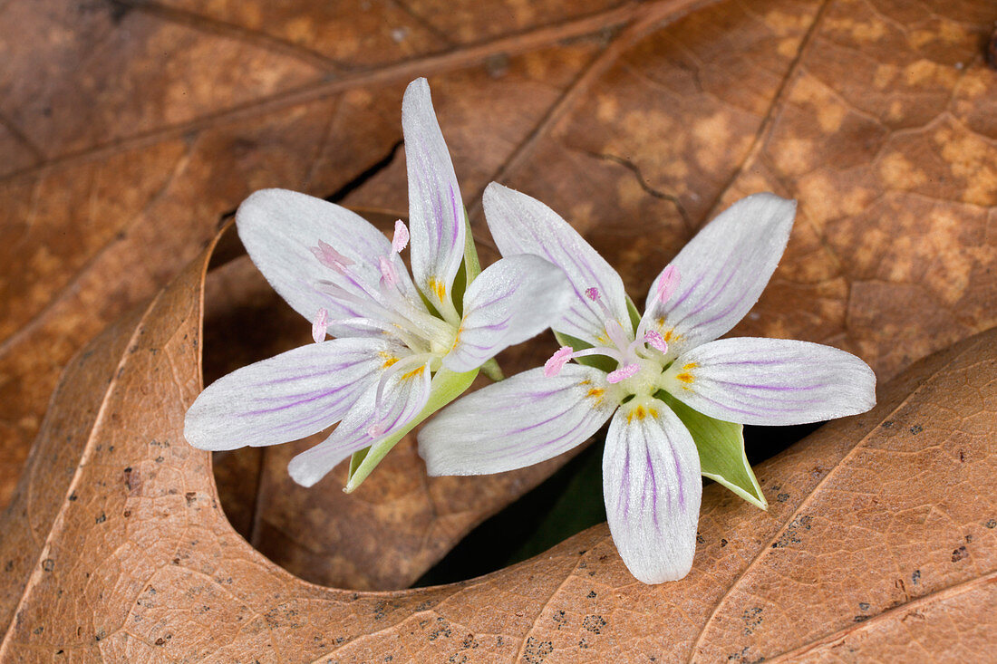 Spring Beauty Flowers