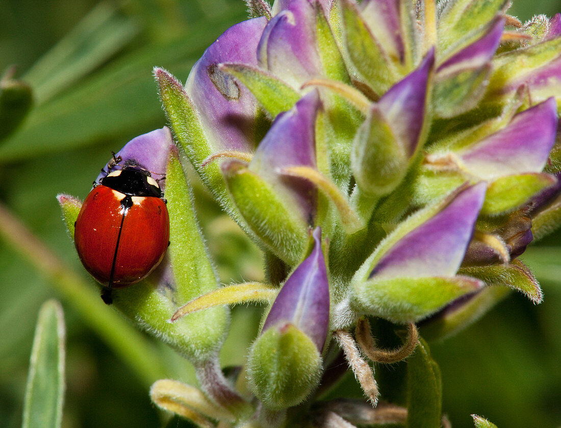 Ladybug on Lupine