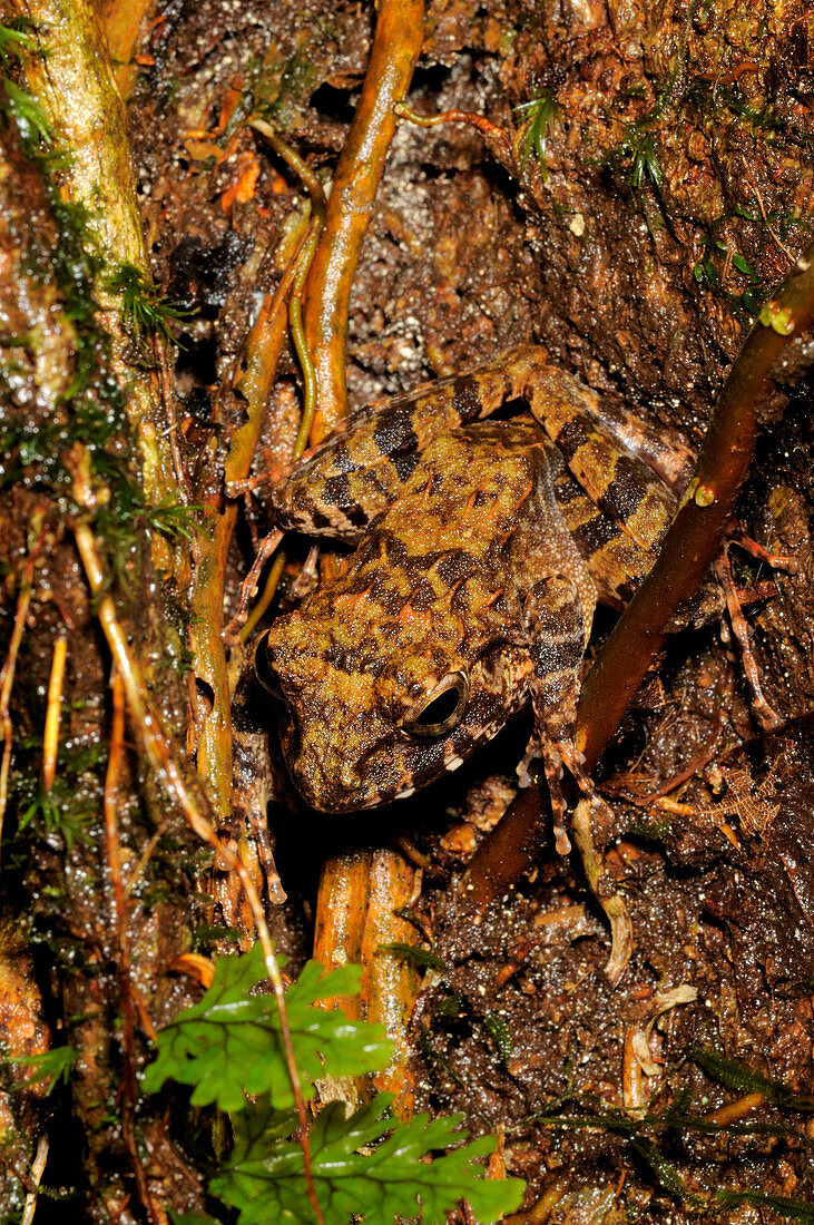 Common Forest frog