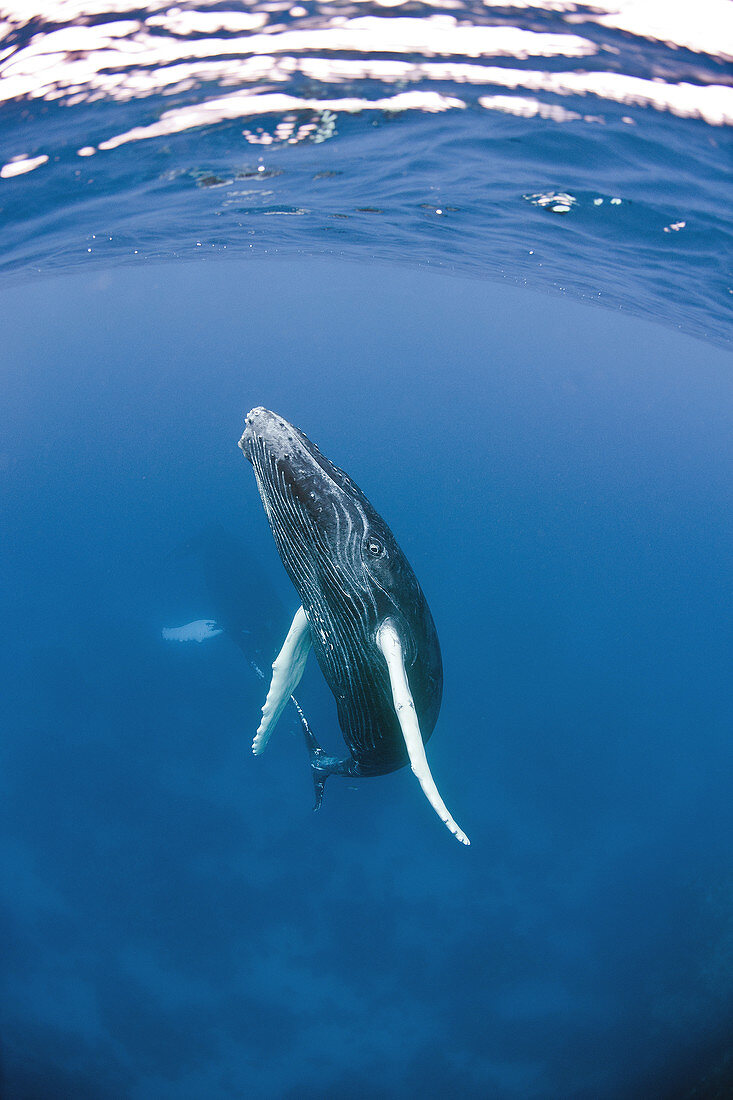Humpback whale calf