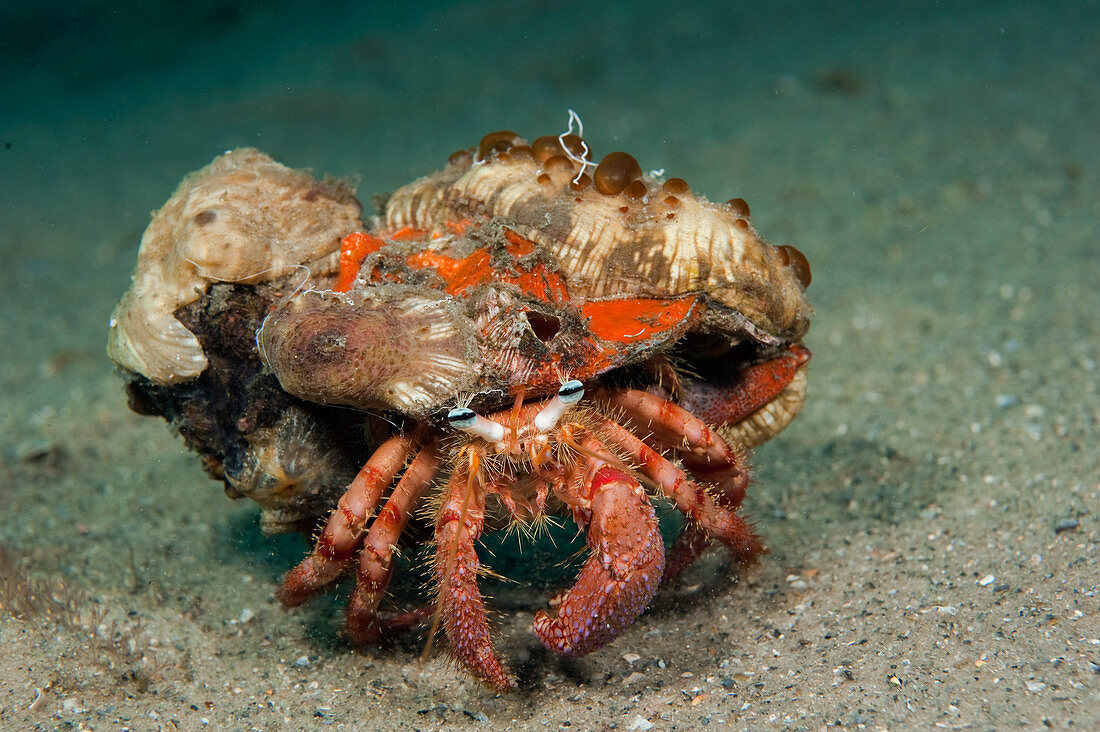 Bar-Eyed hermit crab