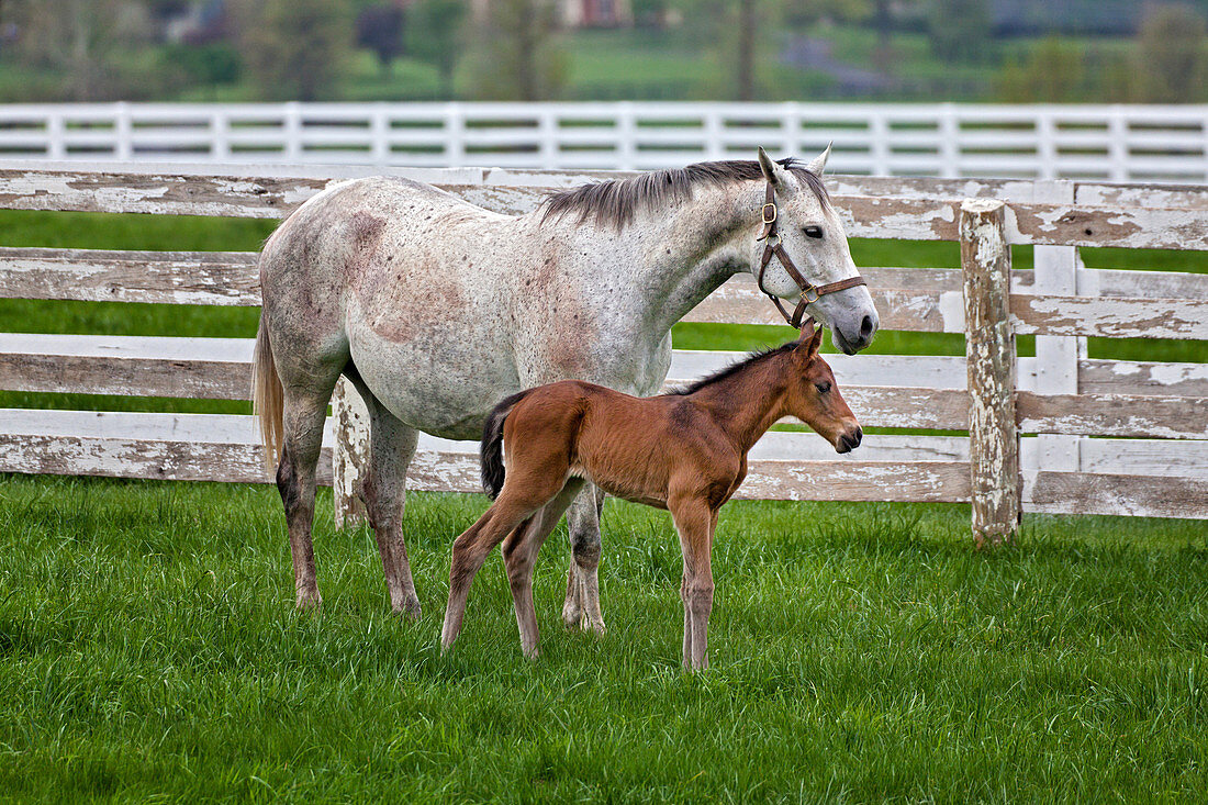 Thoroughbred and Foal