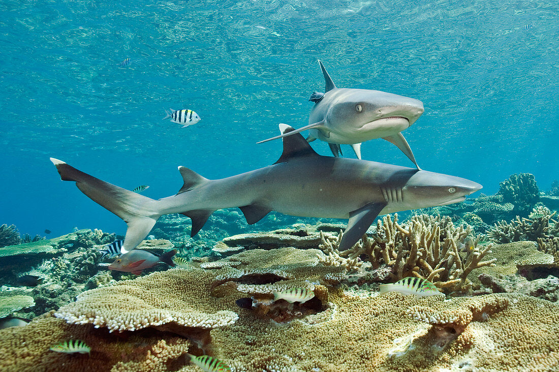 White tip Reef Sharks