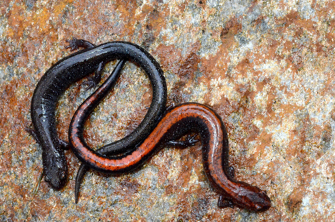 Red-backed Salamanders