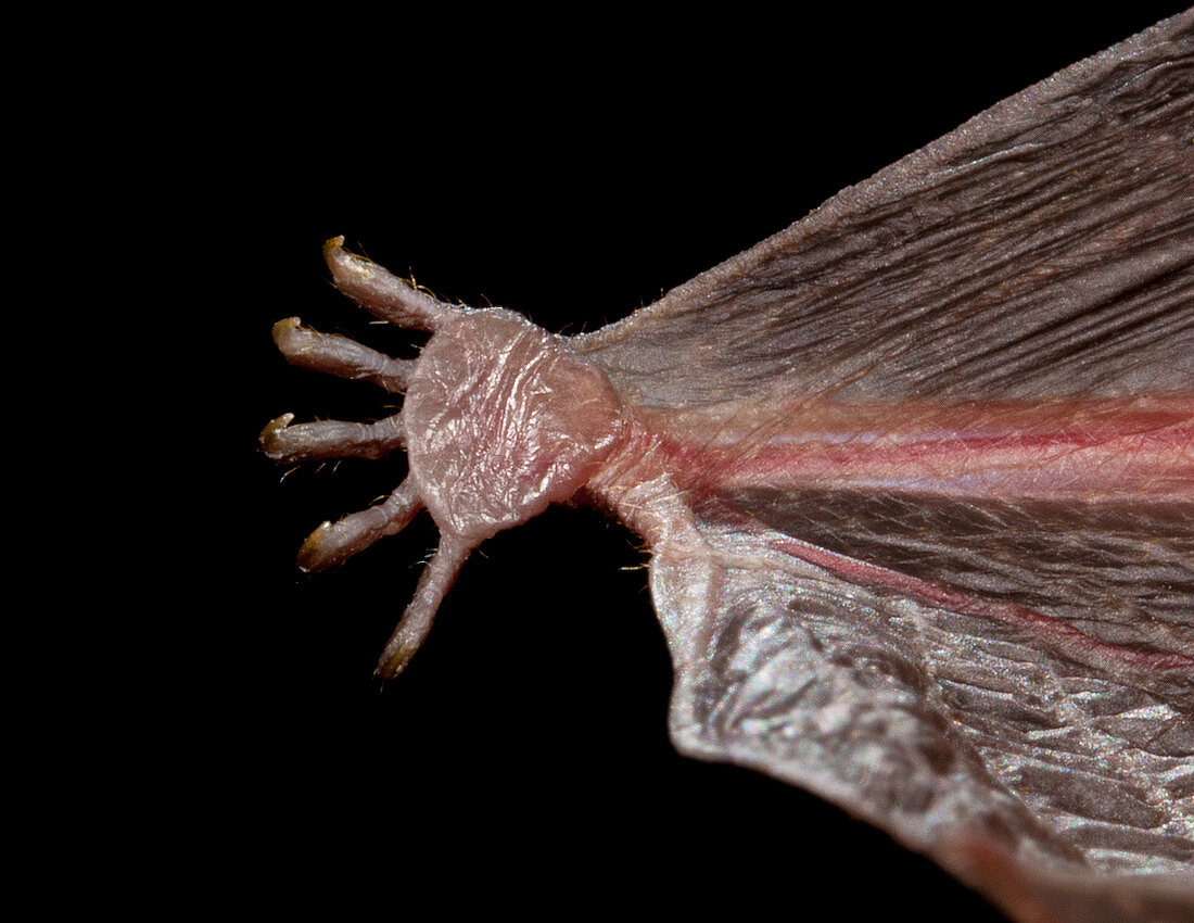 Lesser Bamboo Bat Foot