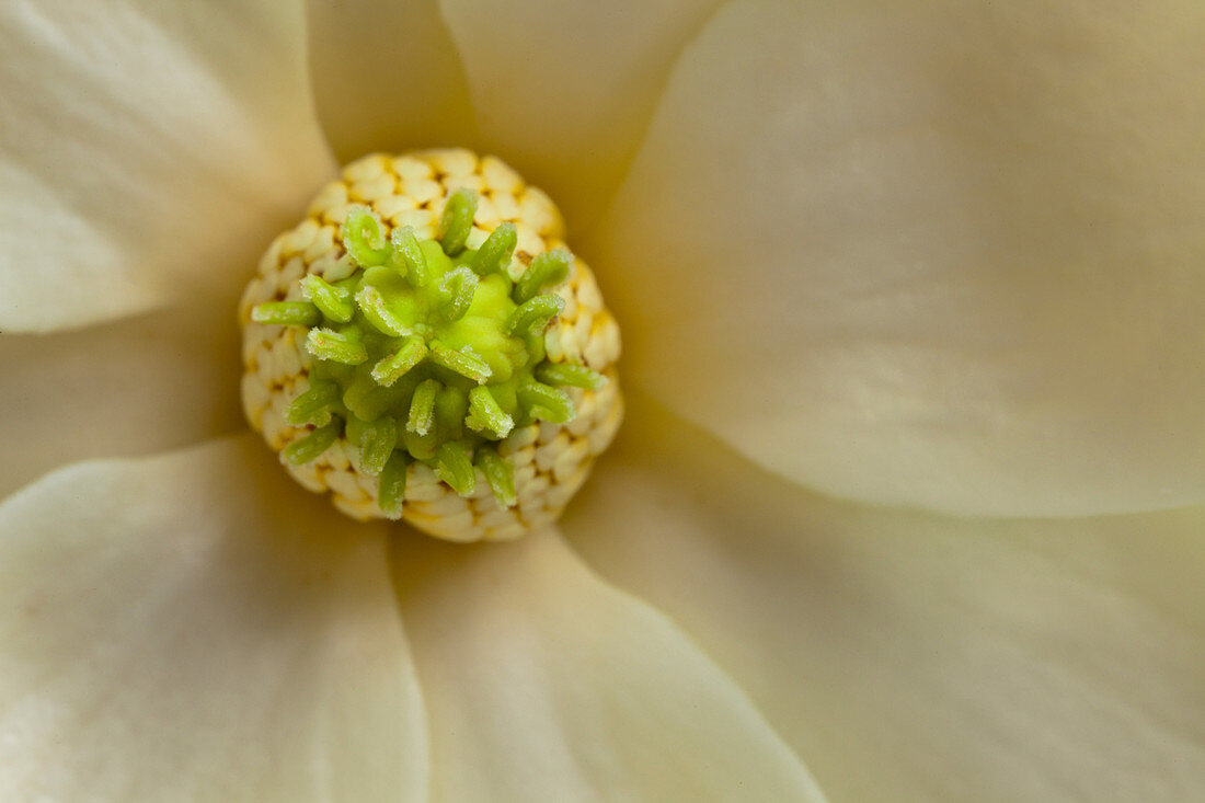 Southern Magnolia Flower