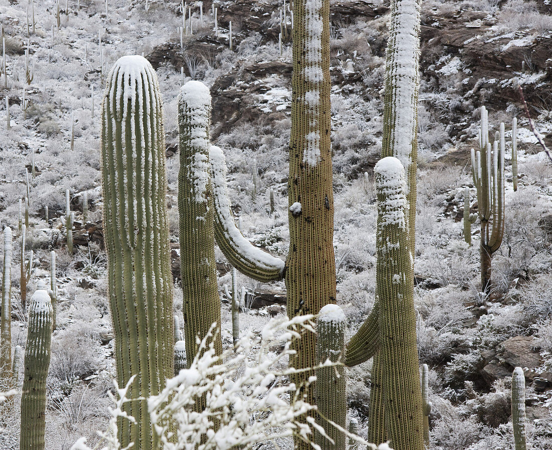 Saguaro Cacti Majesty