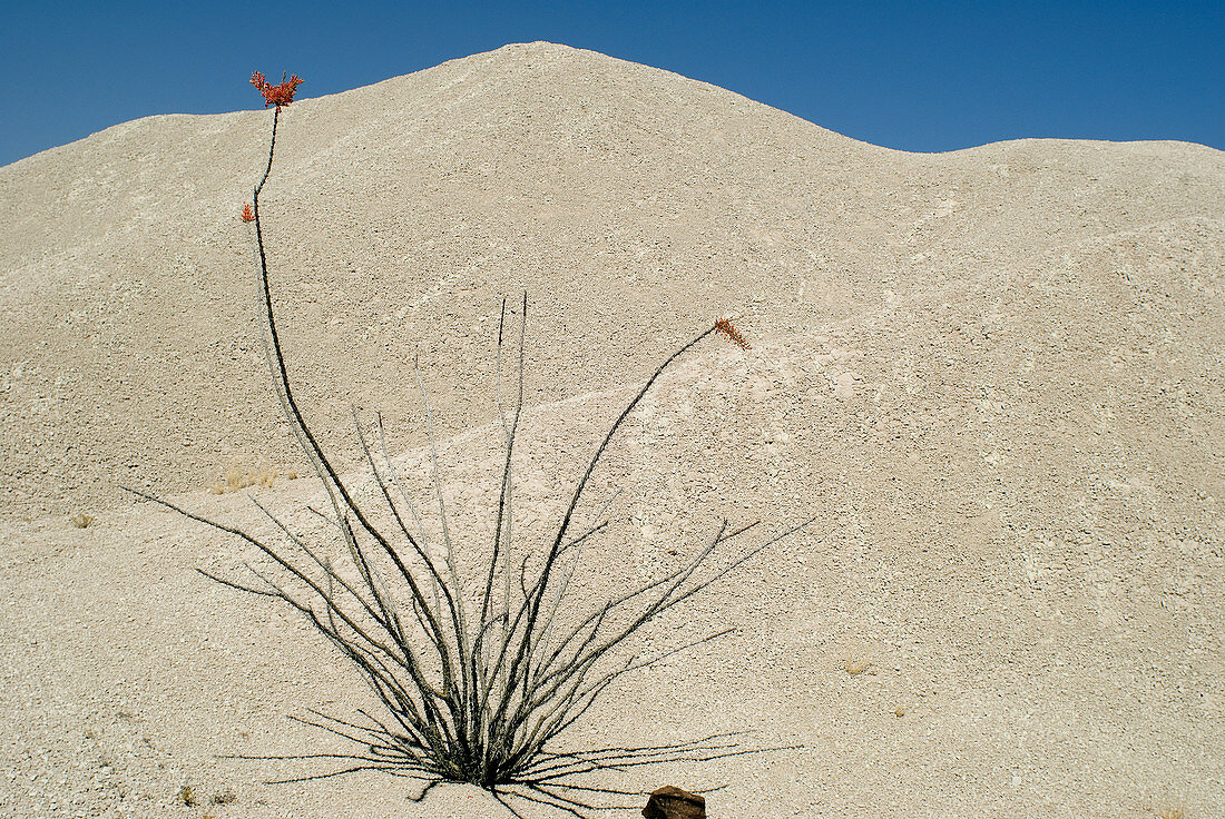 Ocotillo in bloom and volcanic tuff