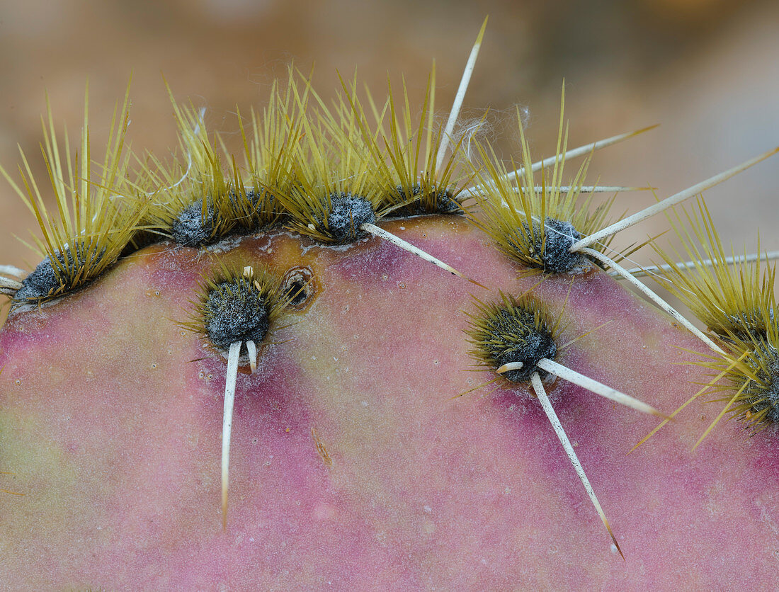 Engelmann's Prickly Pear Cactus