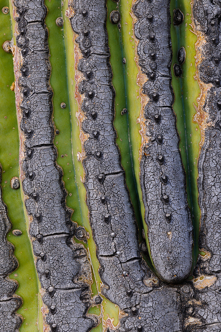 Saguaro Cactus Close-up