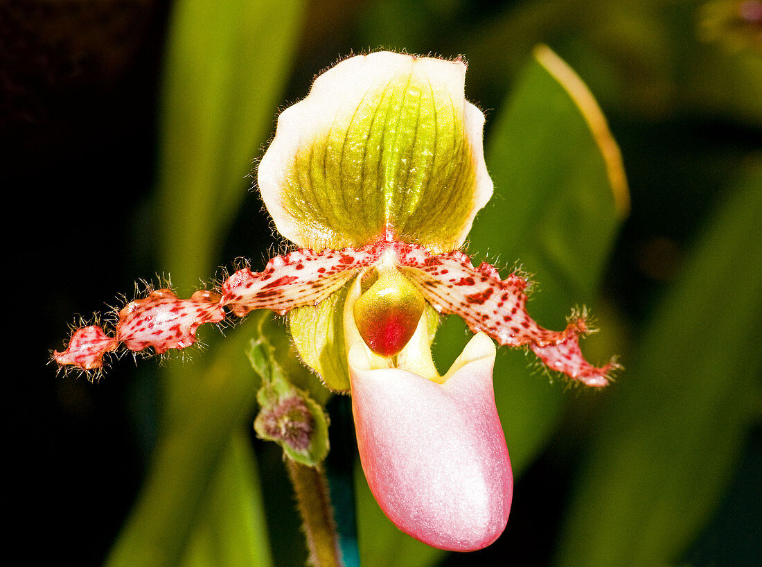 Paphiopedilum Orchid