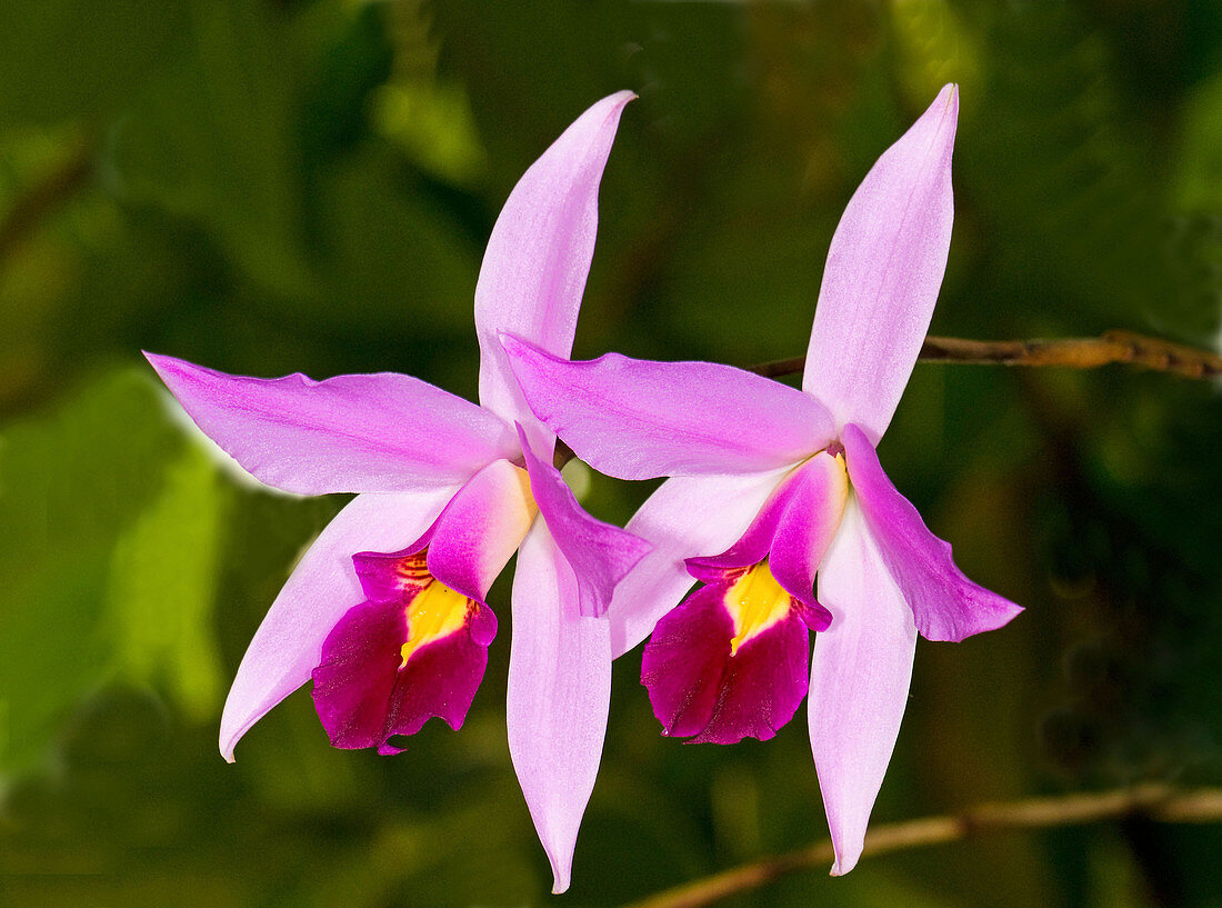 Sophronitis Orchid