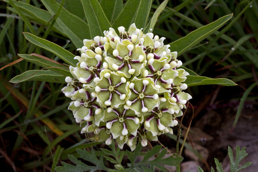 Spider Milkweed