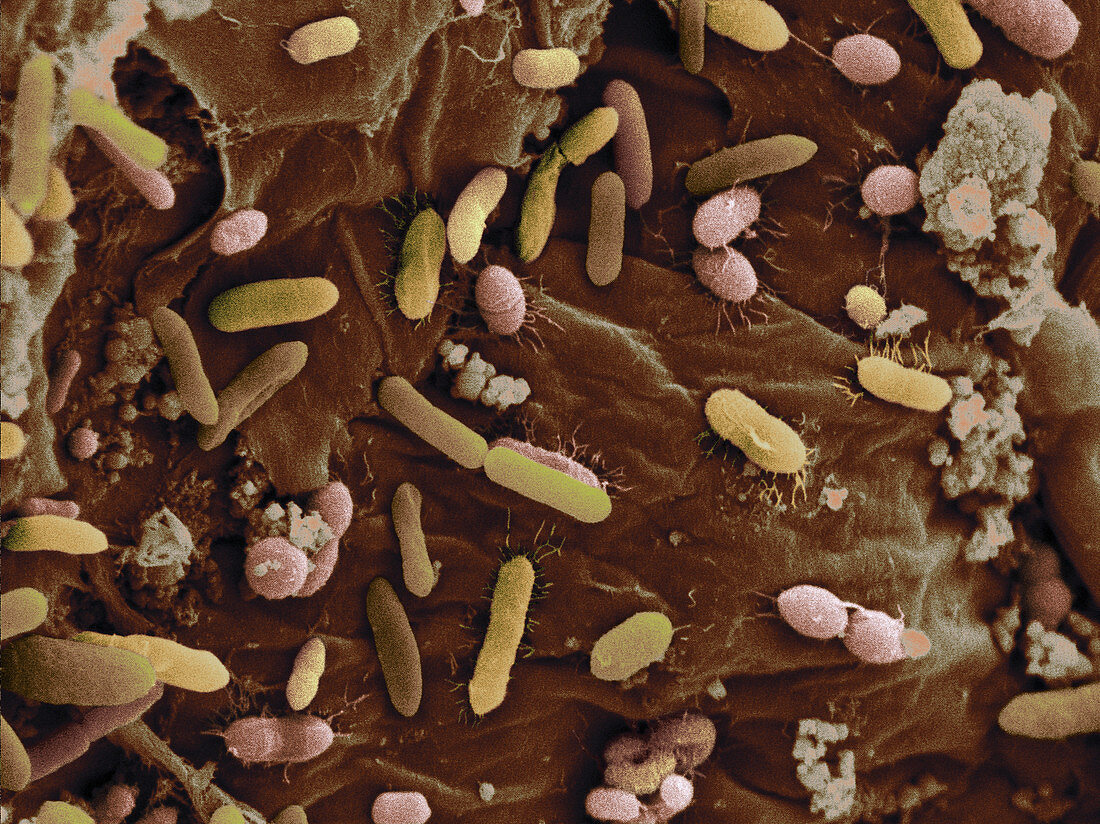 Bacteria in dog faeces