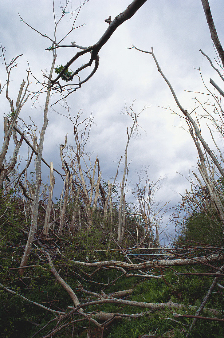 Trees Damaged by Hurricane Iniki