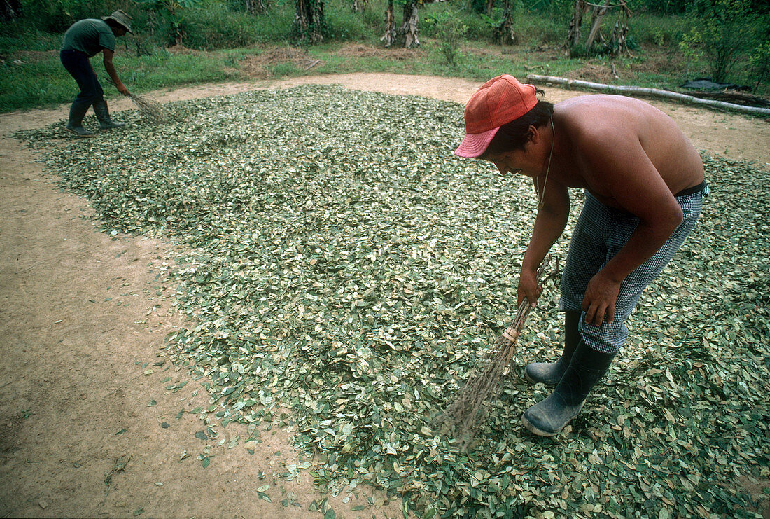 Coca Leaves Being Dried
