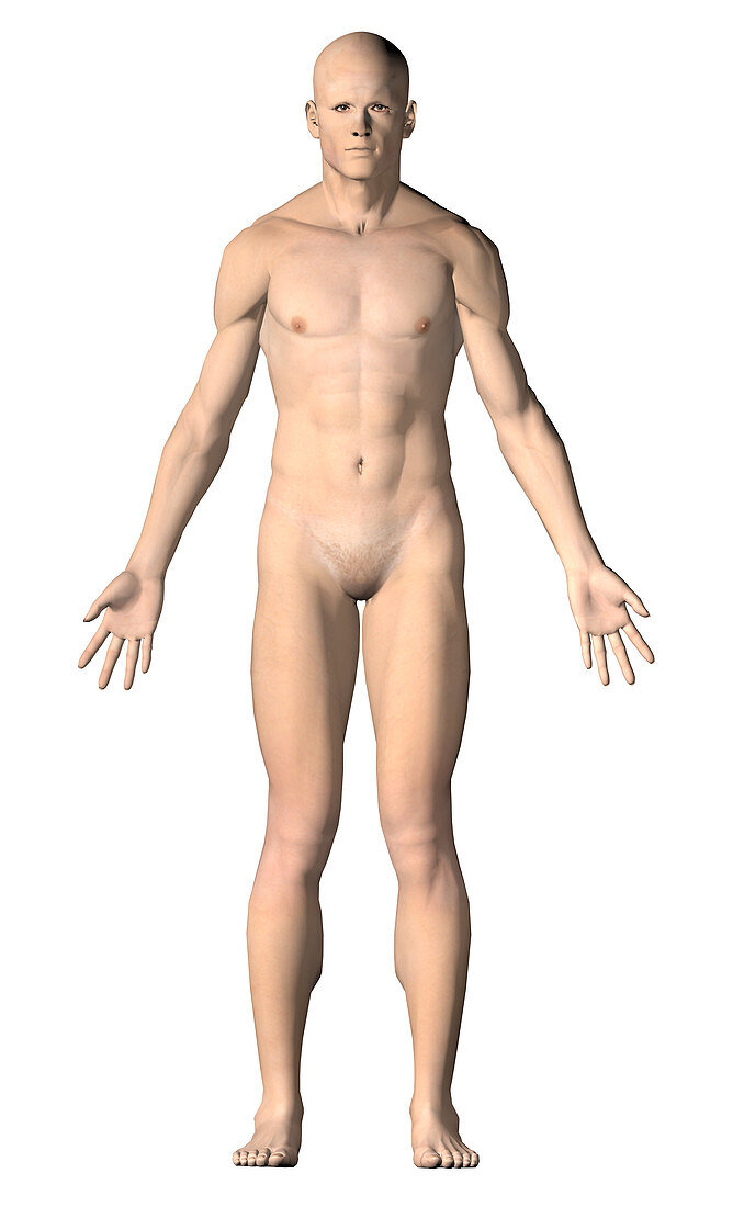 Human male figure